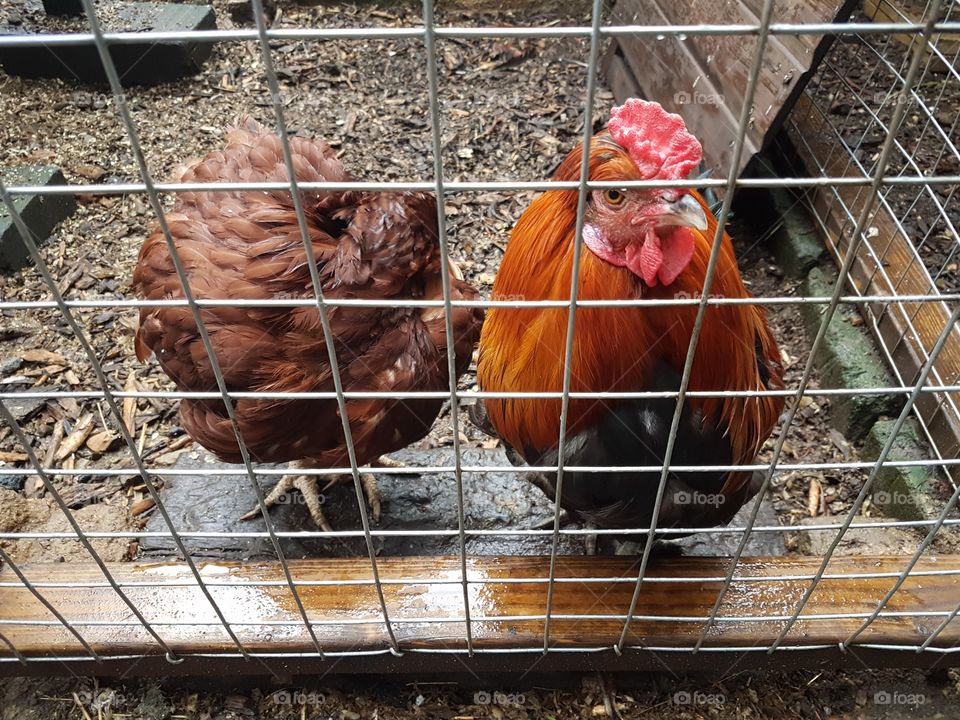 Bird, Poultry, Farm, Cage, No Person