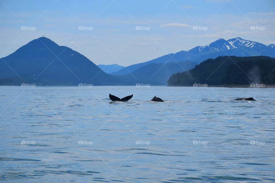 whales Alaska