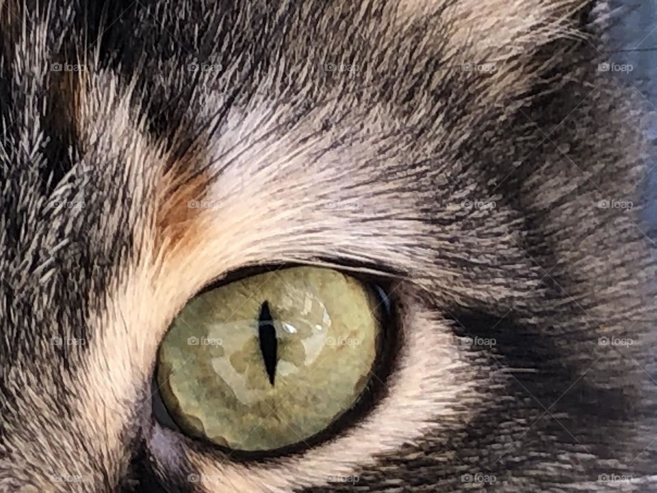 Green cat s eye