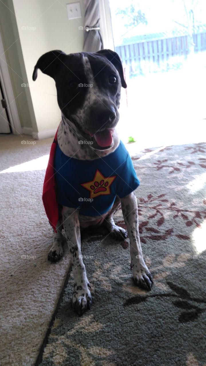 dogs have super powers