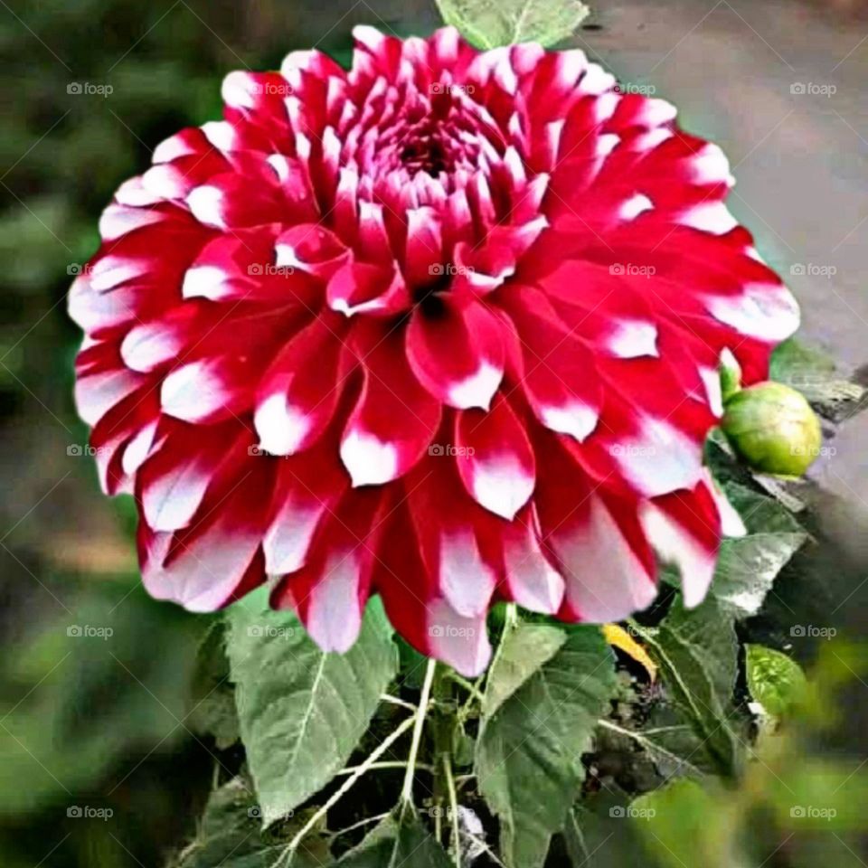 most beautiful and attractive flowers in the garden.