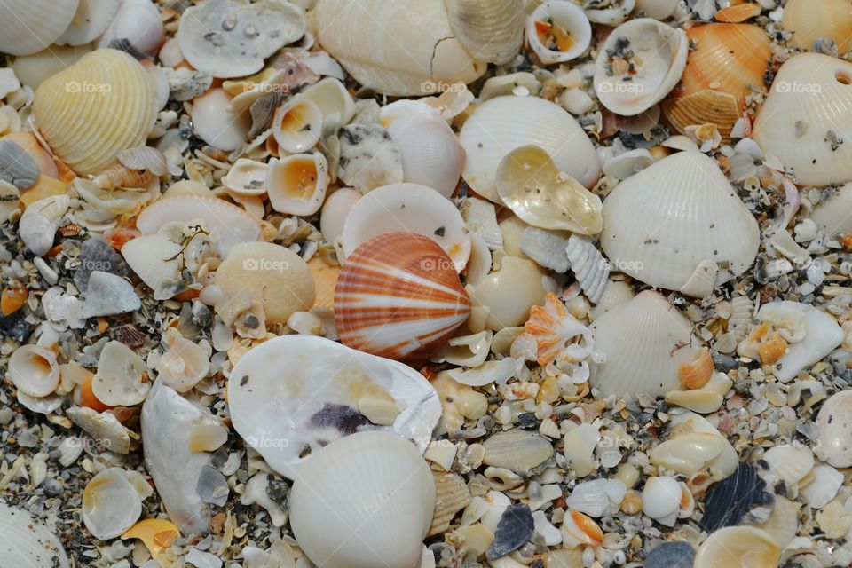 seashells. seashells