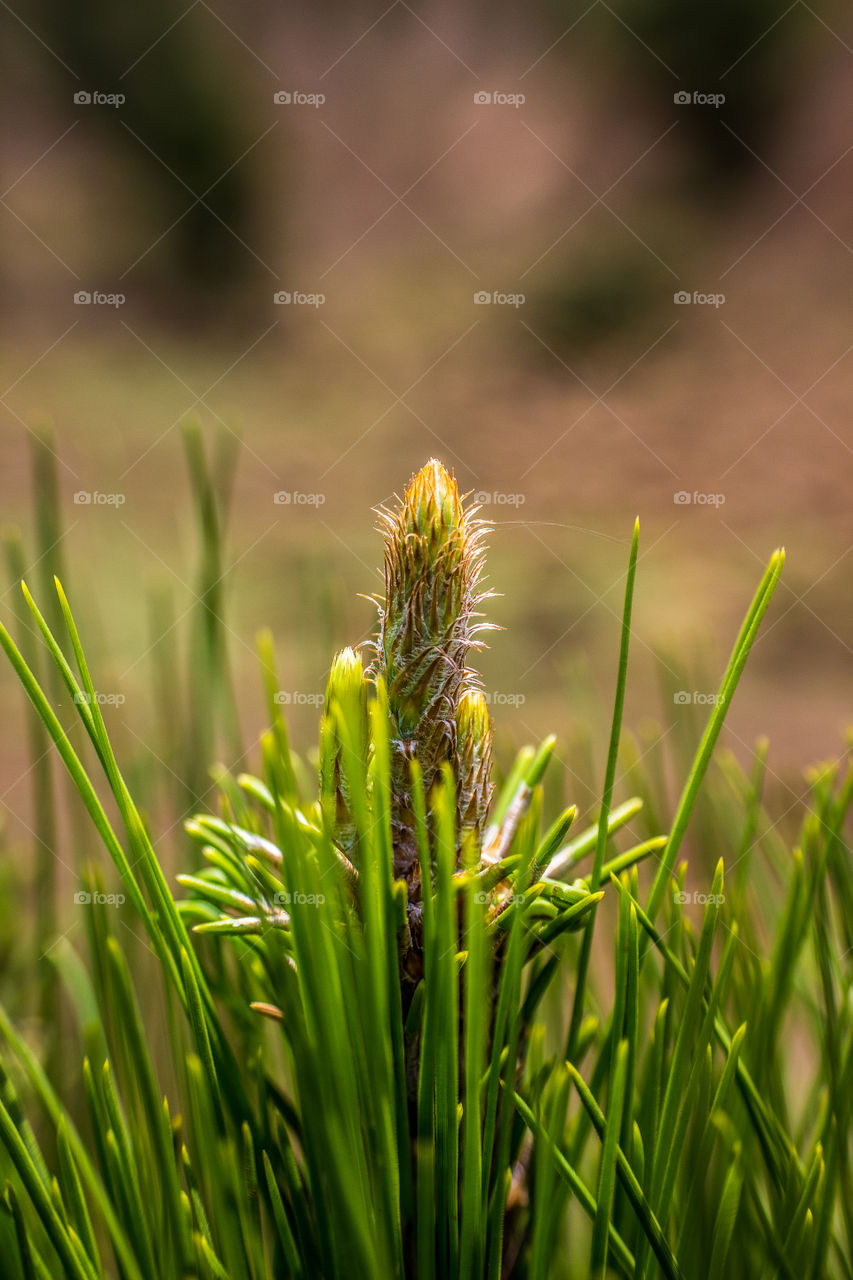 new point of a pine tree