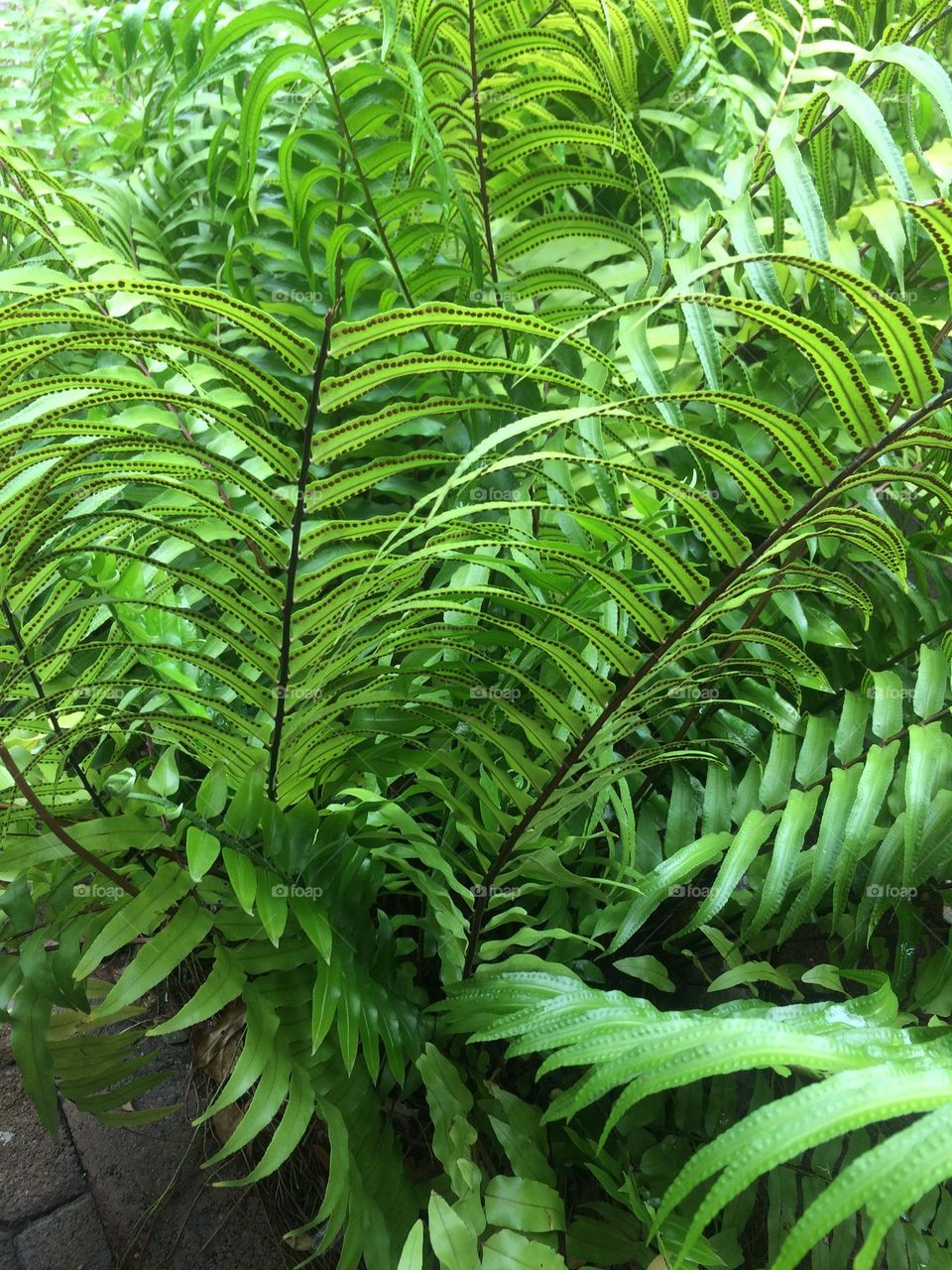 Fern Flora