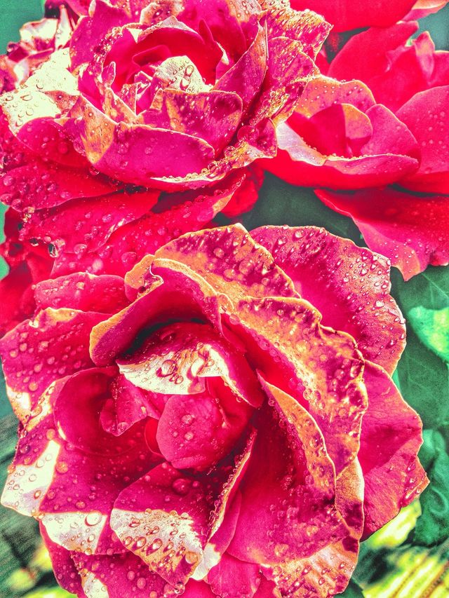 Beautiful Roses