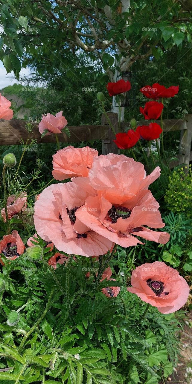 Peach poppies with red poppies and green vegetation