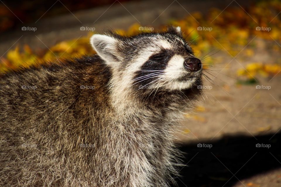 Racoon is enjoying a sunny day