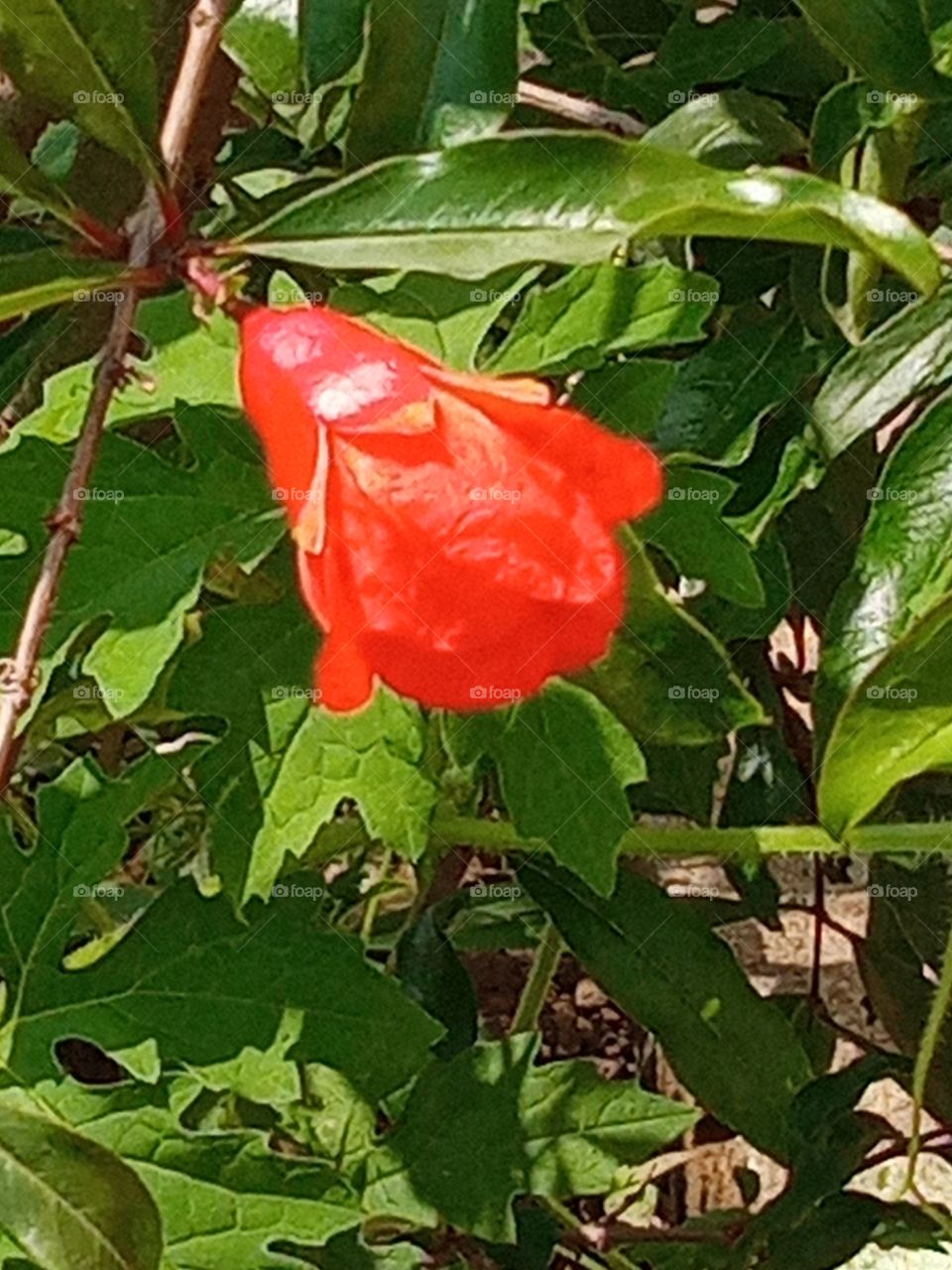 pomegranate flower 🌸🌺🌻🌹🌷🌼💐