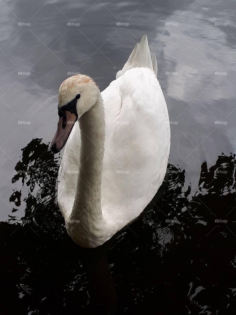 Swan And Reflections