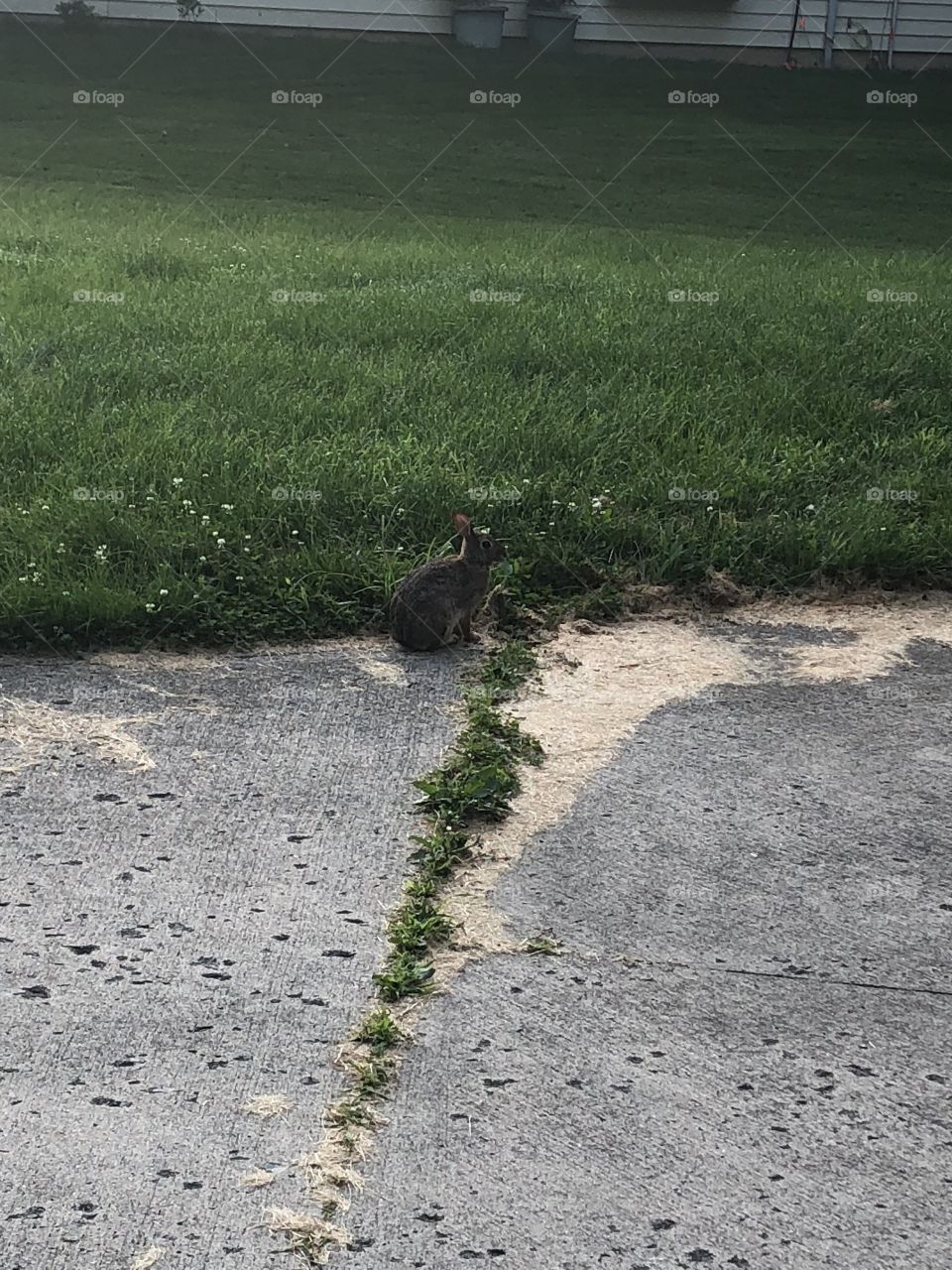 Rabbit sitting in driveway.