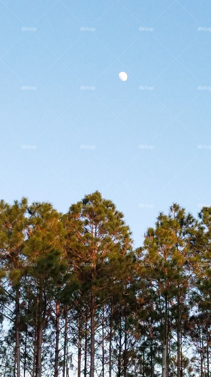 man in the moon over tree tops