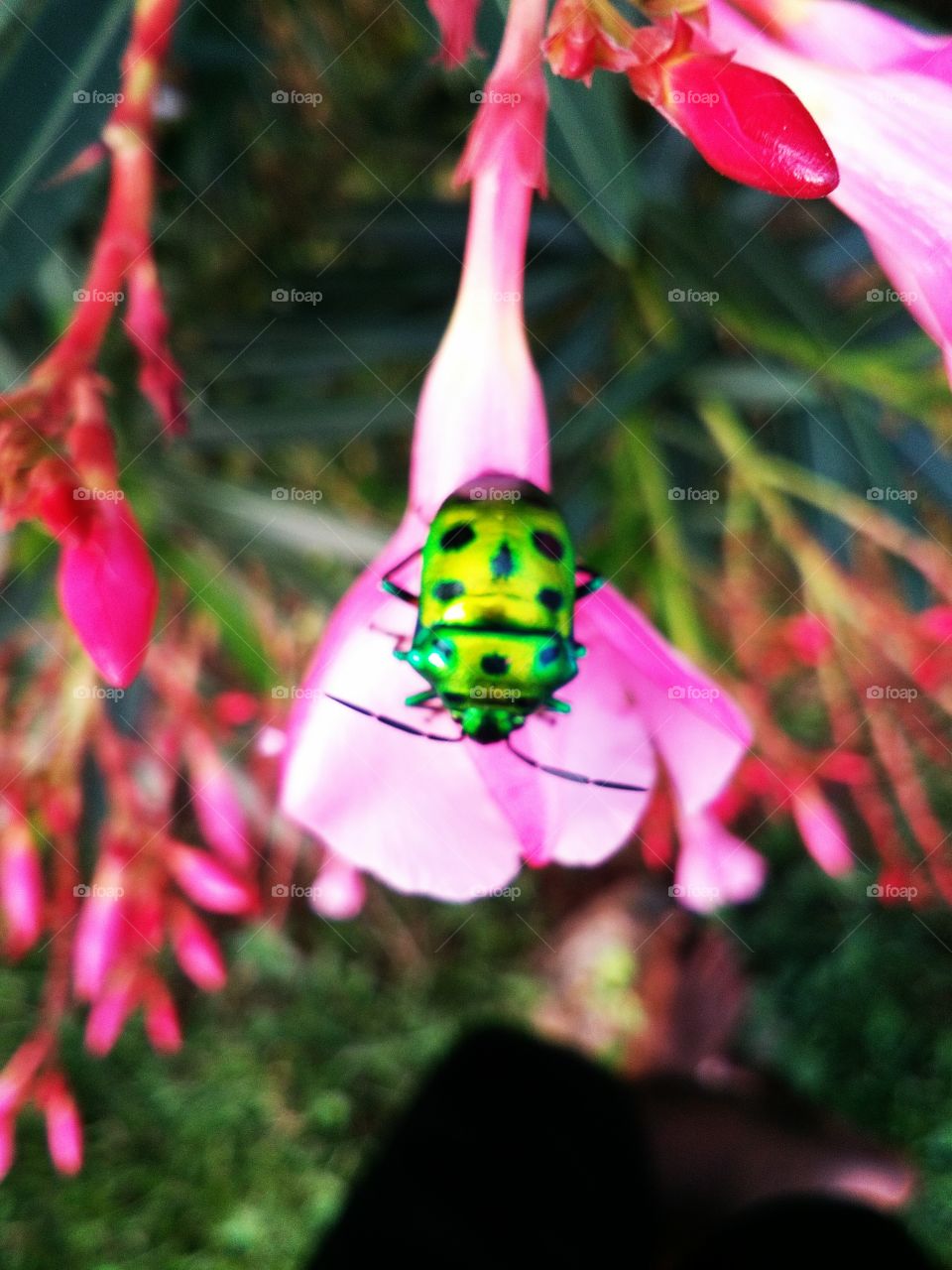 the beautiful beetle and very nice