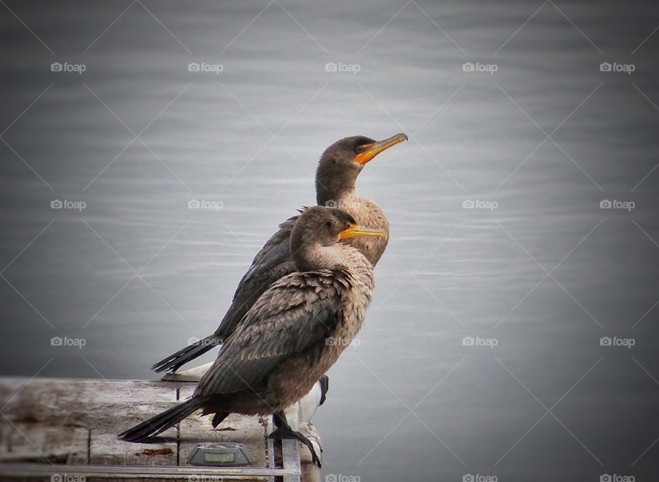 Cormorants relaxing St Lawrence river 