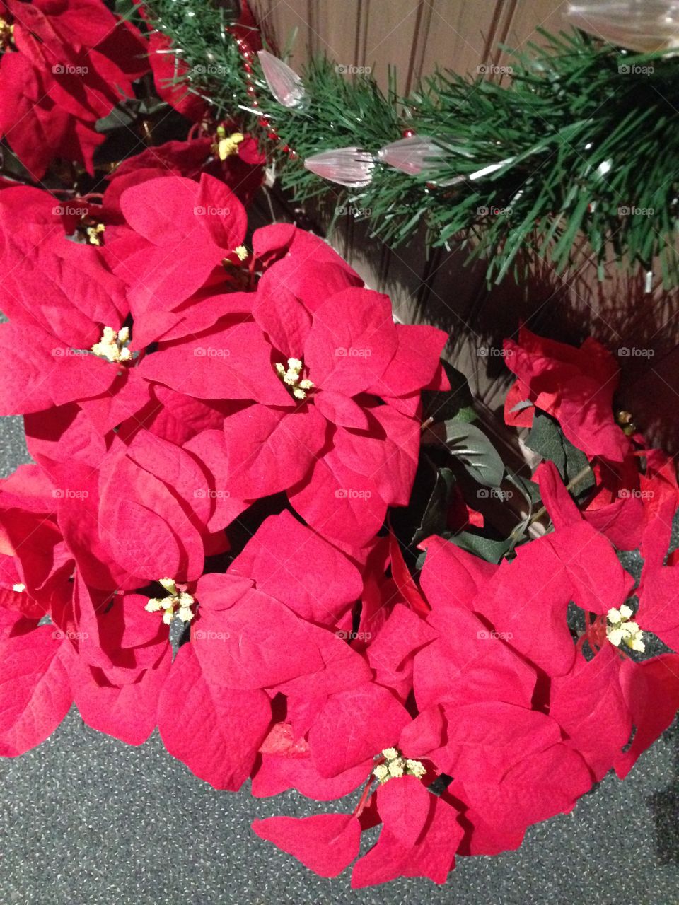 Red Flowering Plant

Published by:
HappyBrownMonkey 