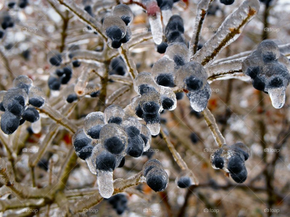 Frozen Treat. Frozen berries