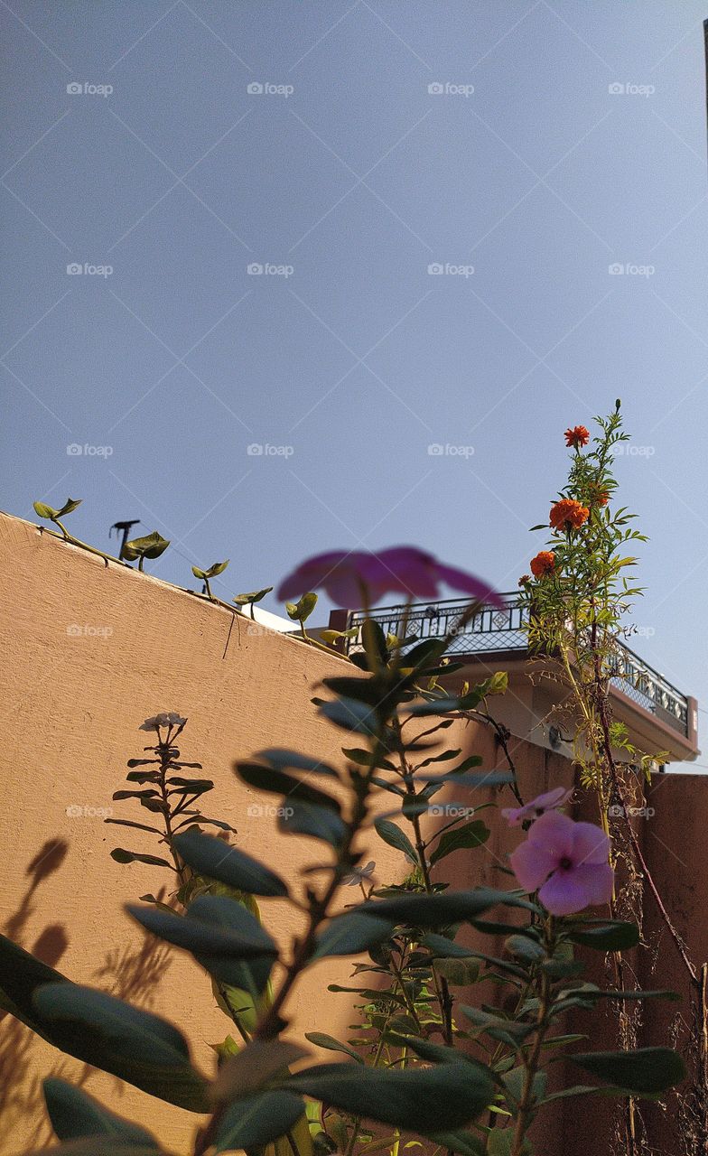 Marigolds going prettier with winter just round the corner