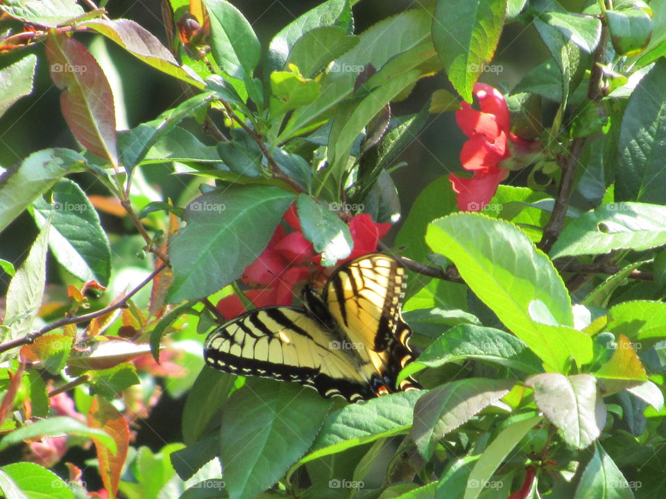 Tiger swallowtail on a Quince bush blossom