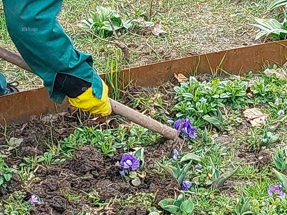 Hoeing the garden