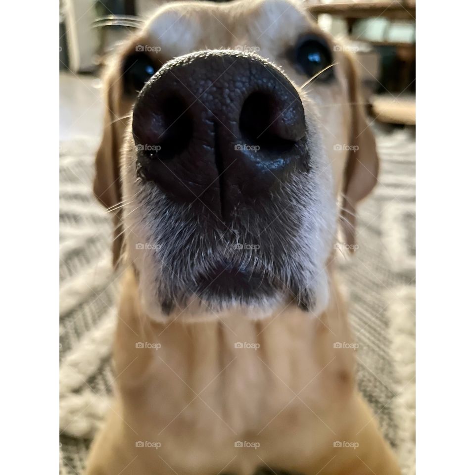 Boop the snoot