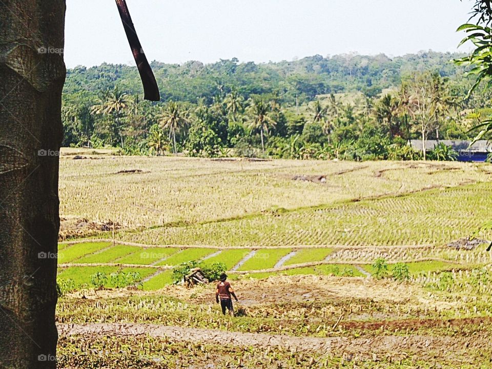 This afternoon in the fields