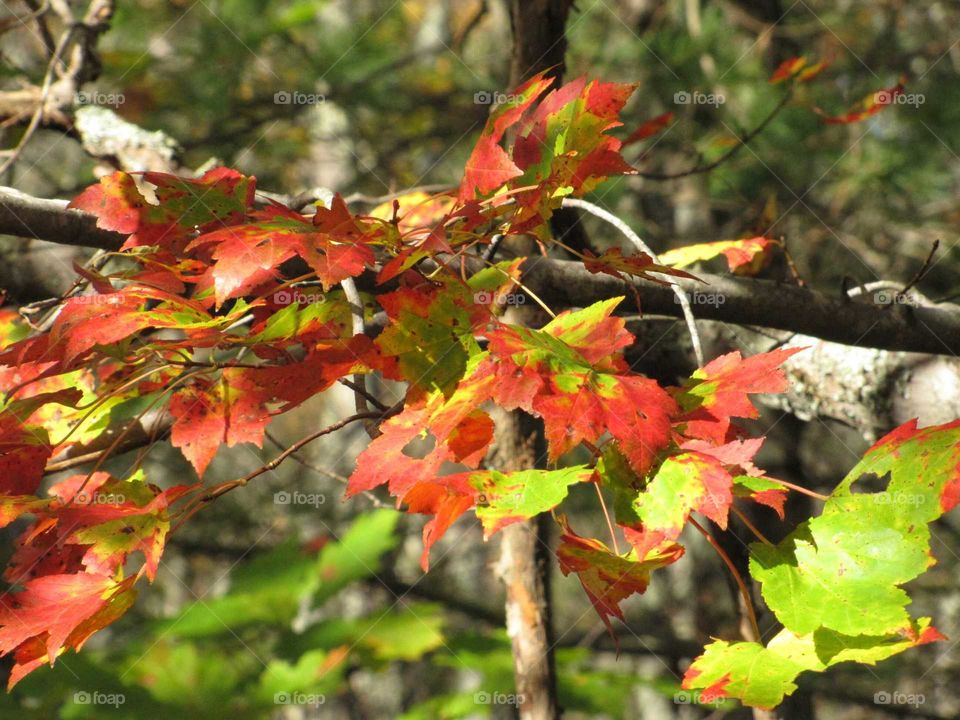 Leaf, Fall, Tree, Season, Nature