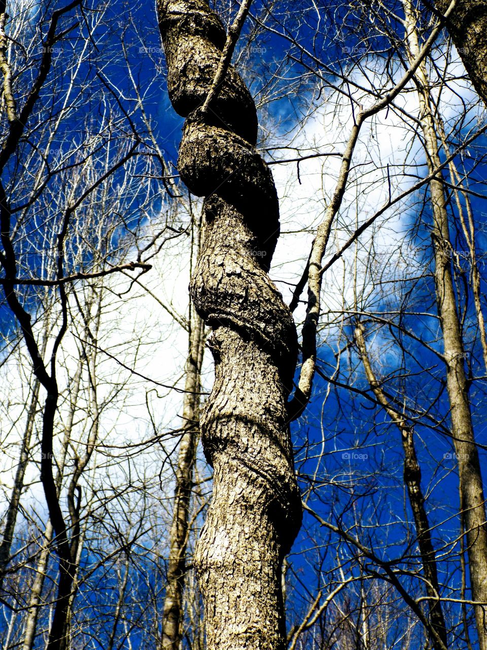 Circles around the tree