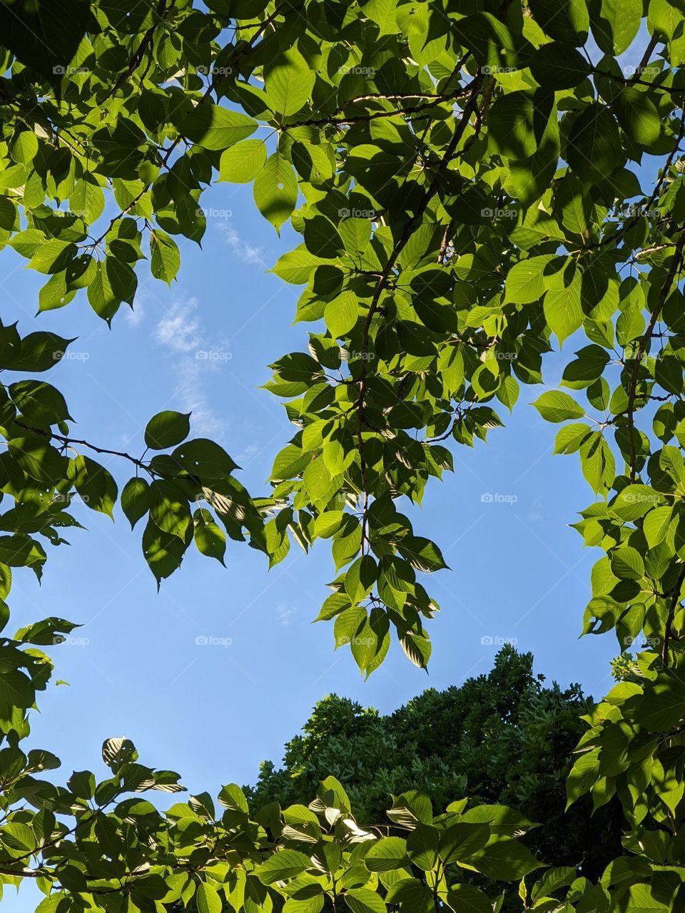 summer tree