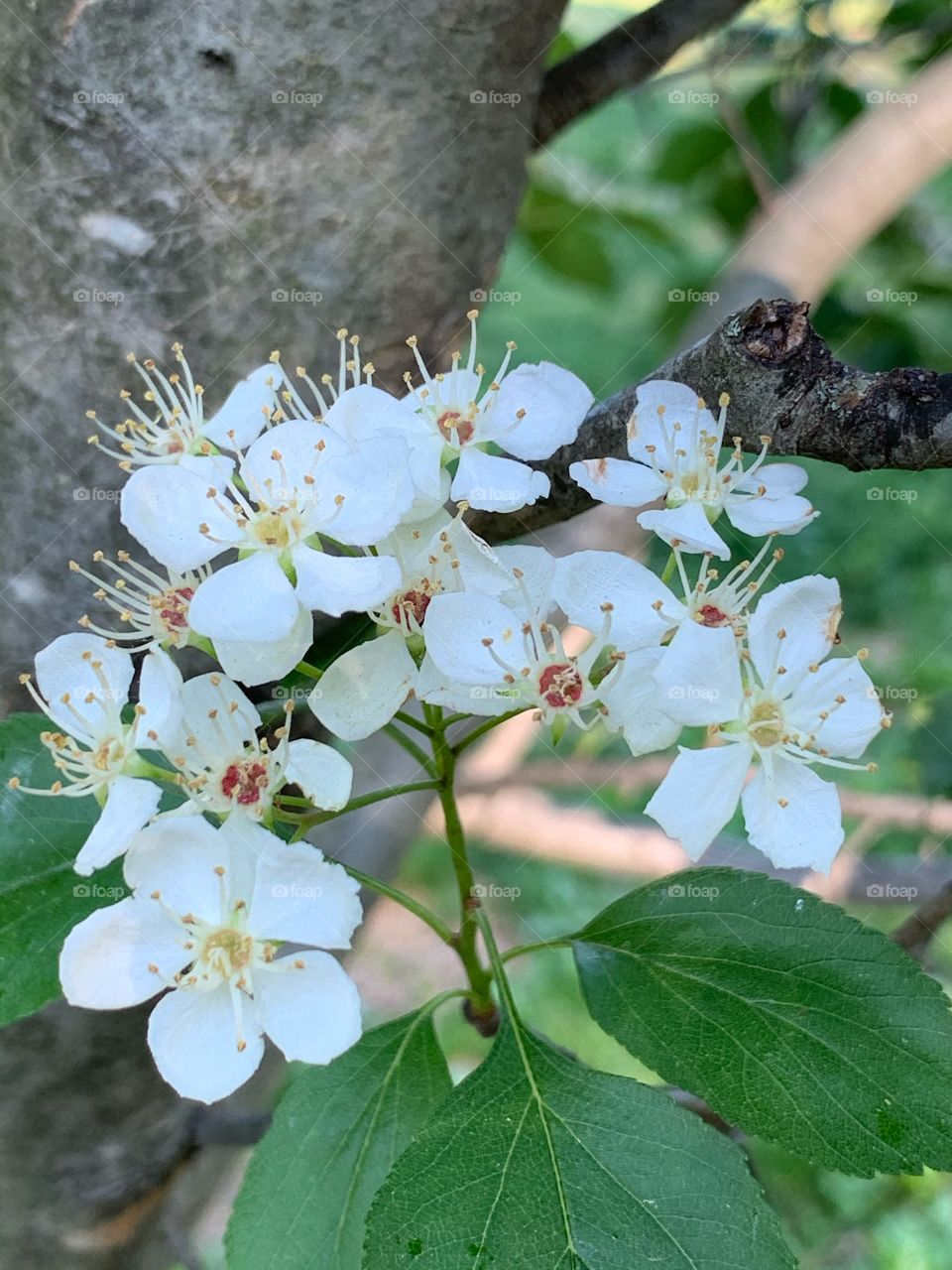 Beautiful Common hawthorn (Crataegus monogyna) is a flowering tree that is actually part of the rose family. 