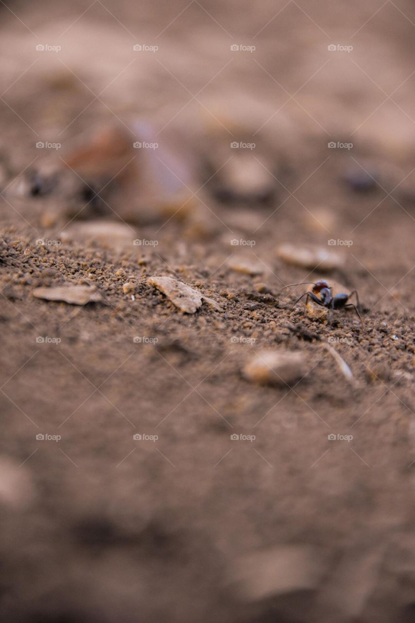 Ant's ant from my look at the ground 