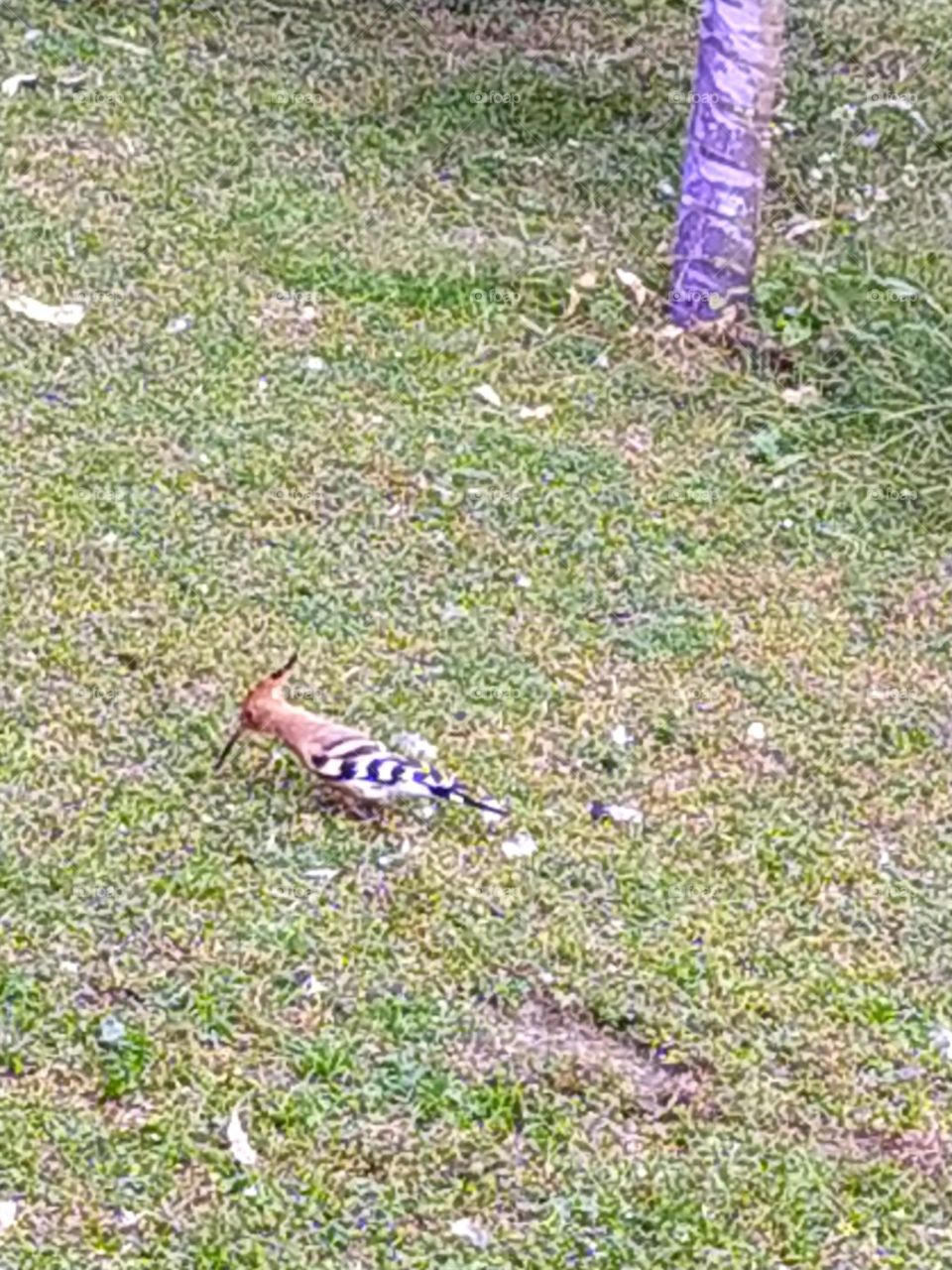 The bold woodpecker searching foodin the green grass