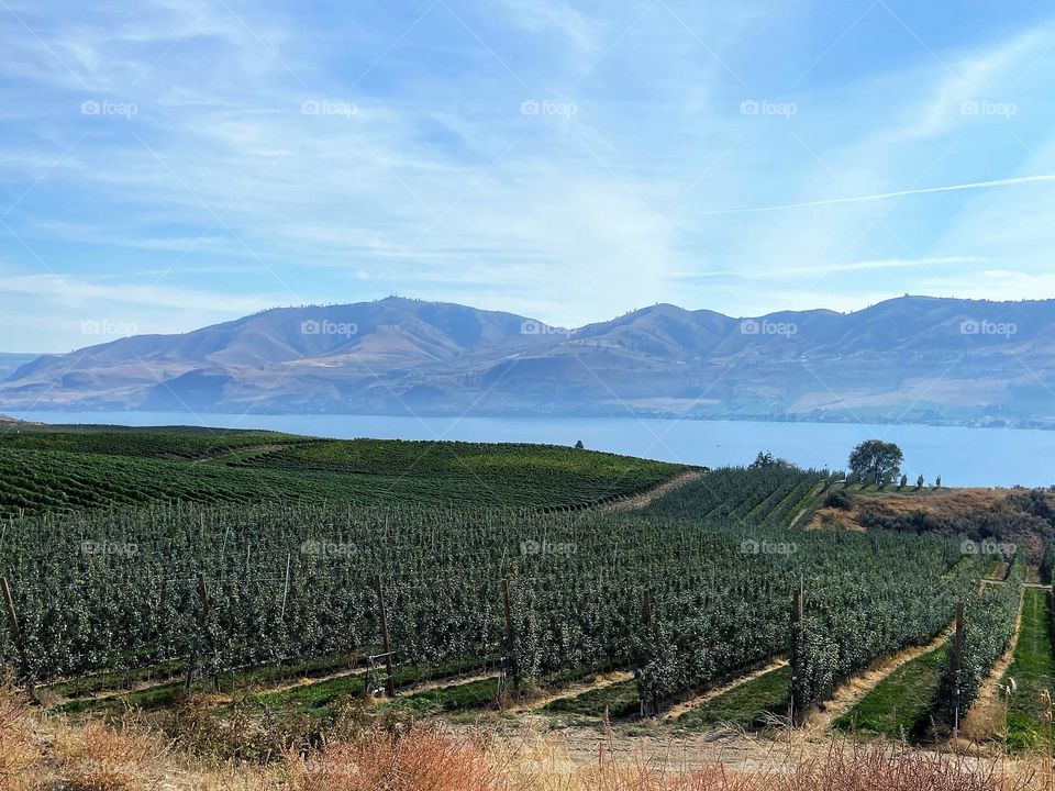 Winery on a hillside