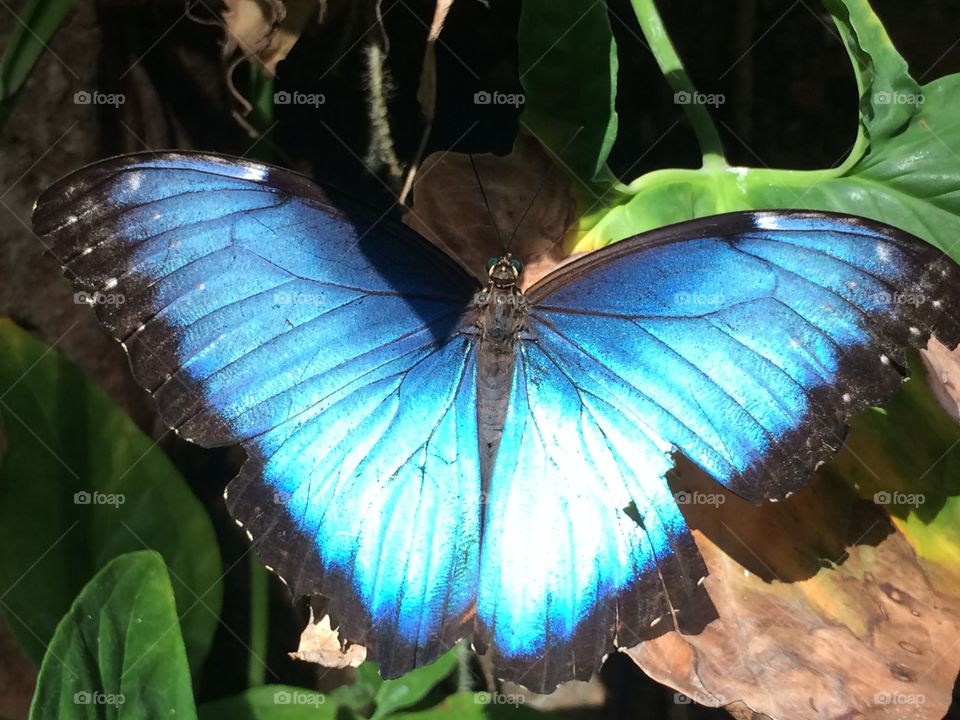 Butterfly on the leaf