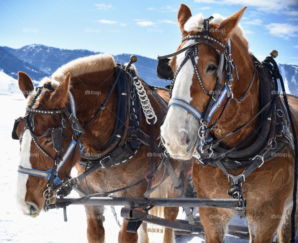 Teton Elk Refuge Sleigh Ride