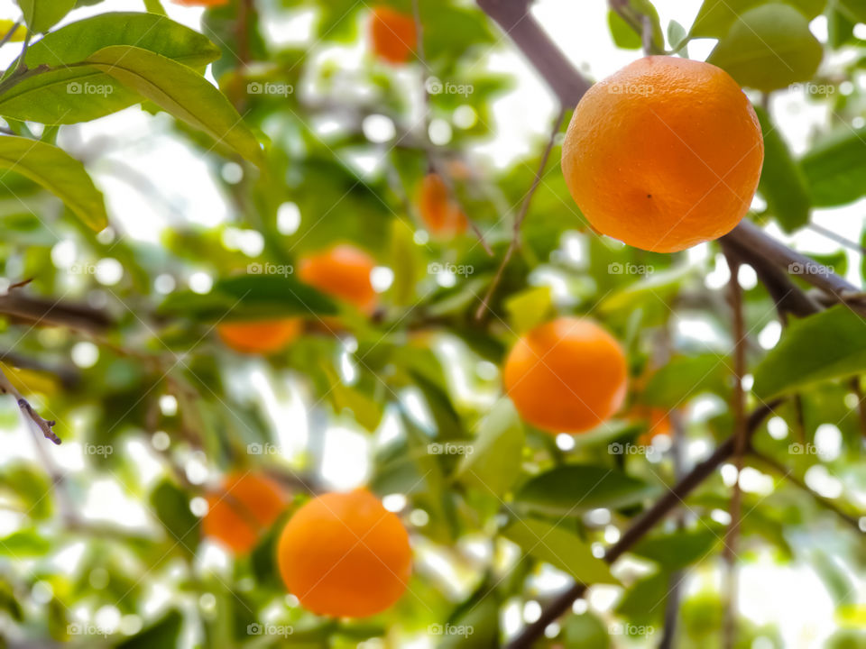 fresh fruit on a tree