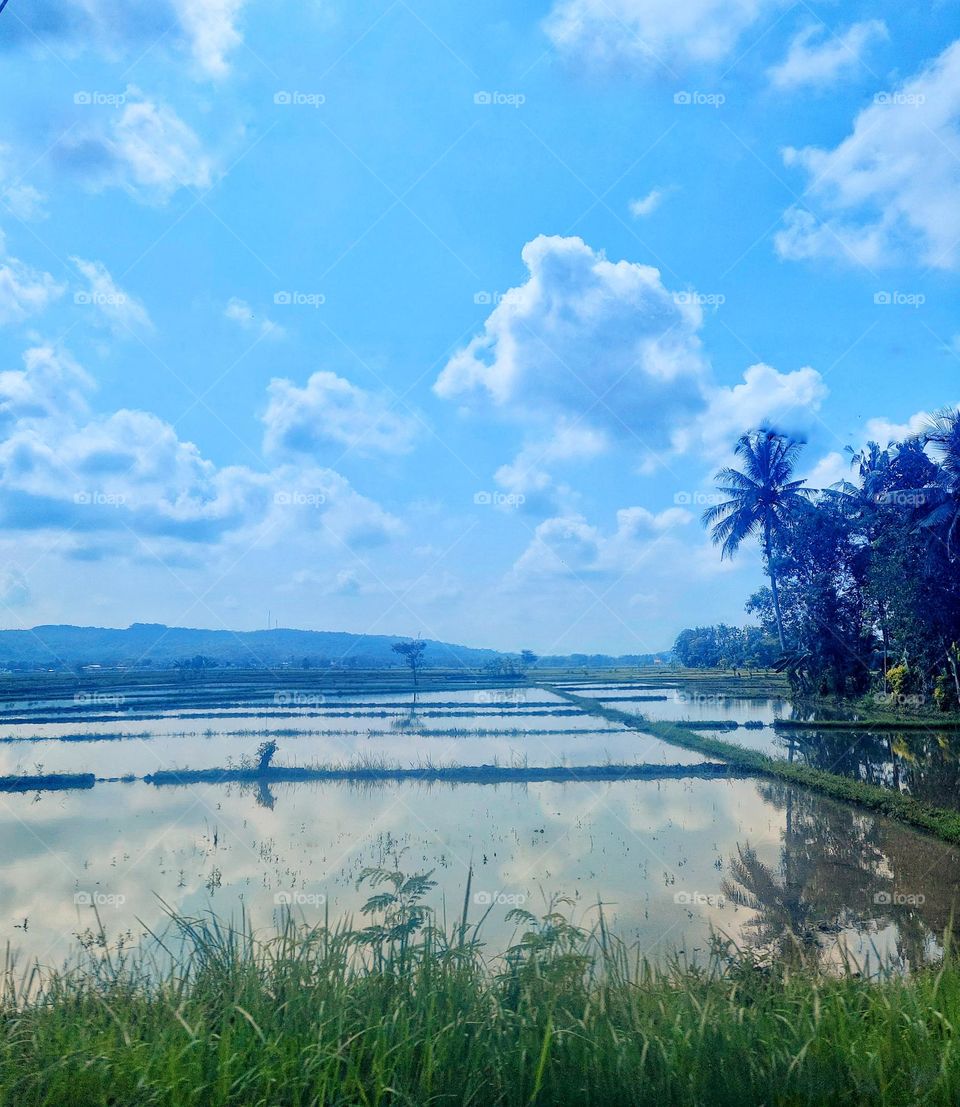 Beautiful nature view of rice field