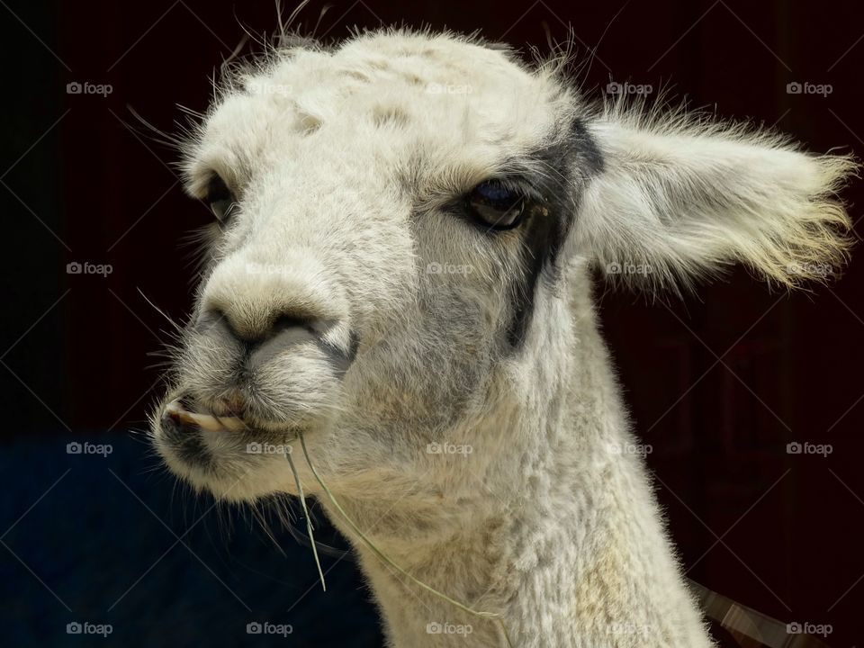 Front view of alpaca