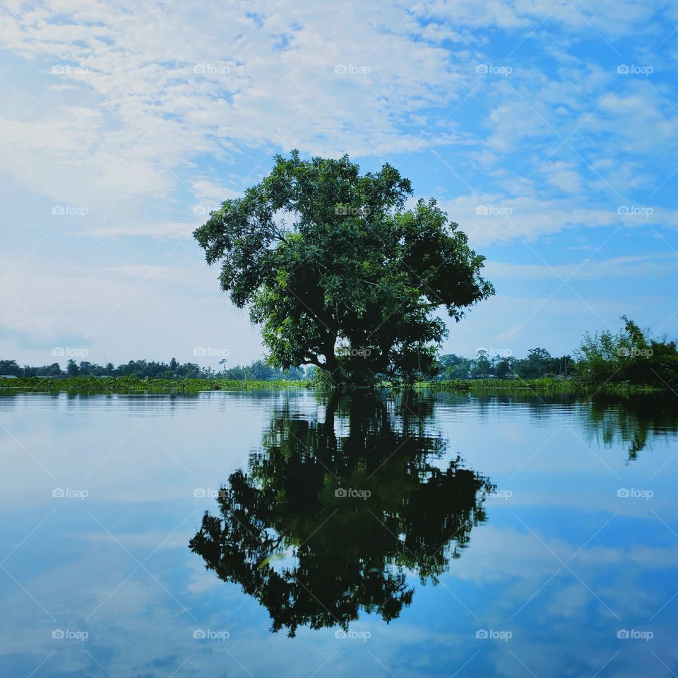 undefeatable survivor, A lonely tree standing in flood.