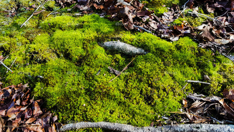 Wood, Nature, Moss, Leaf, Tree