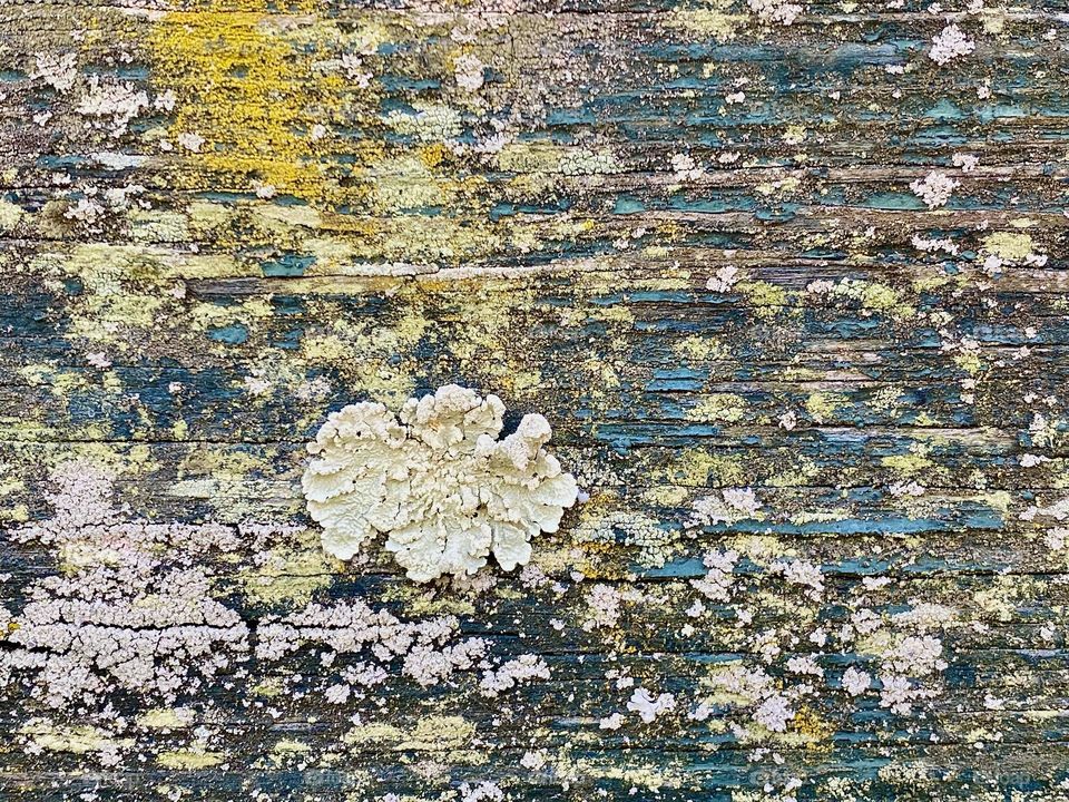 Weathered wood covered in different colors of lichen and some old chipped off paint