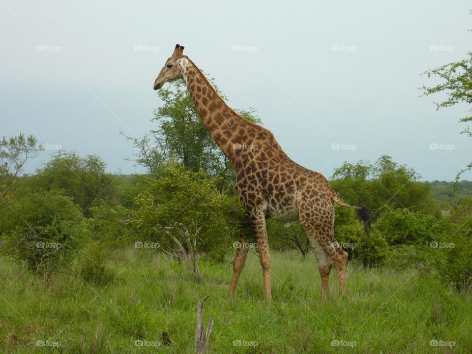 Giant male giraffe walking on the natural borders between steppe and forest in Afrika