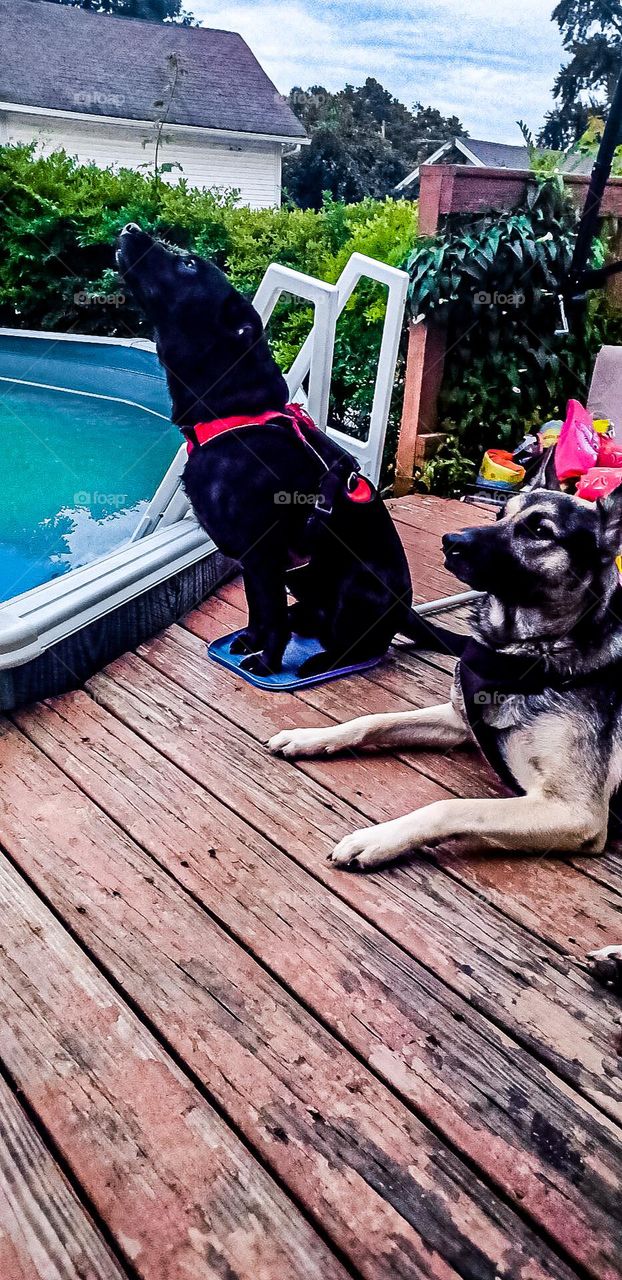 Howl at the sky, these pool side pooches are keeping an eye out and making some noise 