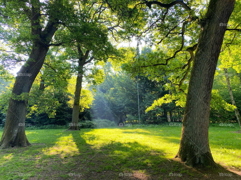 Summer morning rays in the park