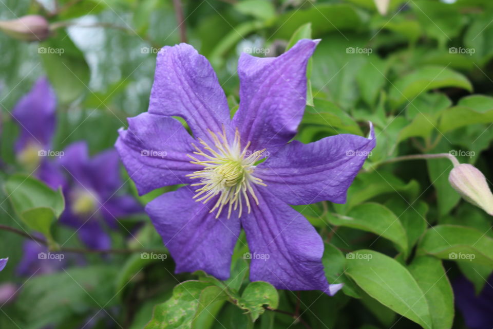 Clematis