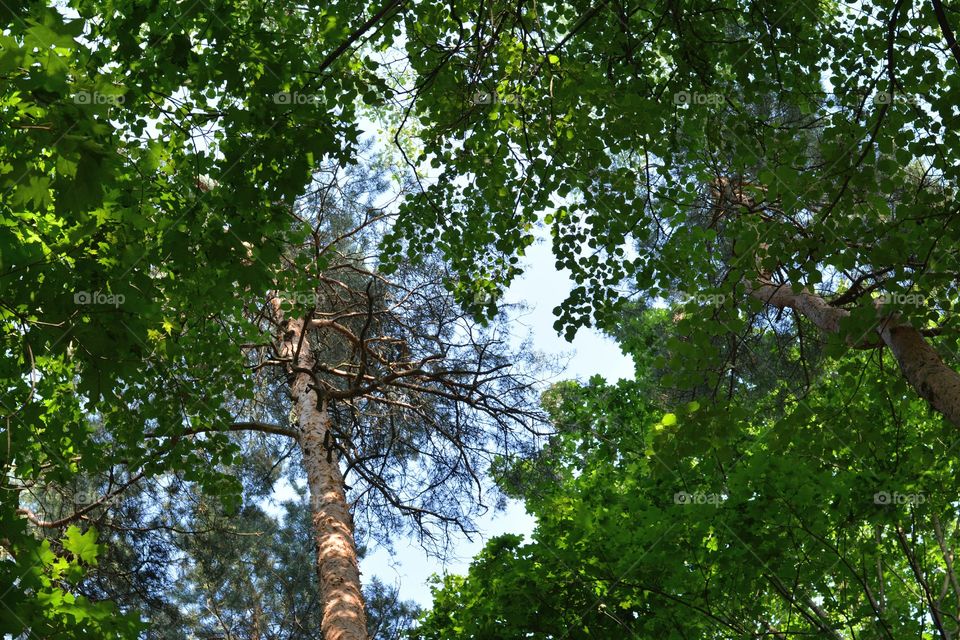 trees in the forest blue sky background summer time, green leaves