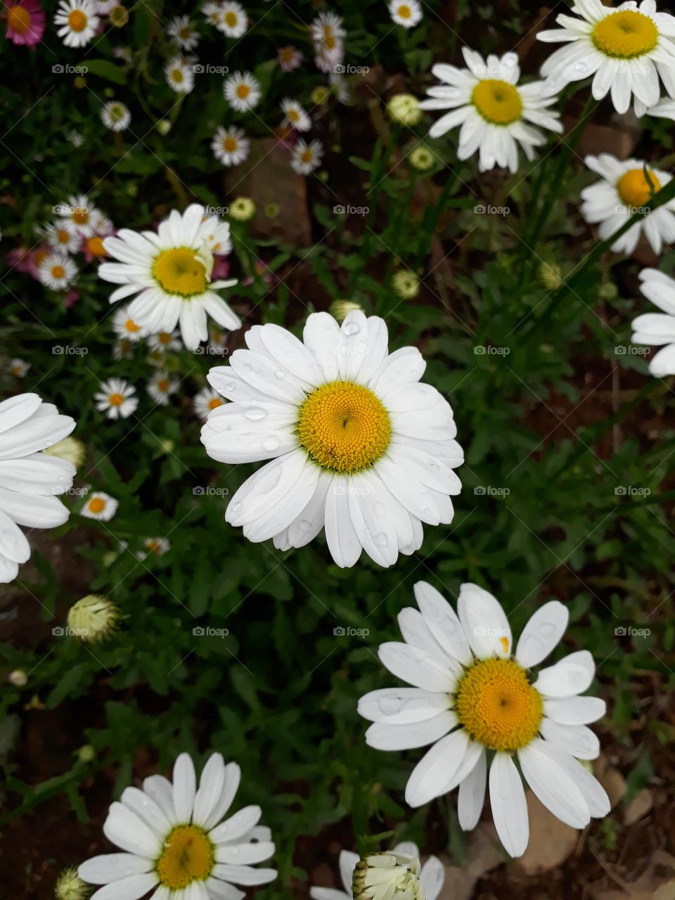 Beauty in nature, raindrops on flower