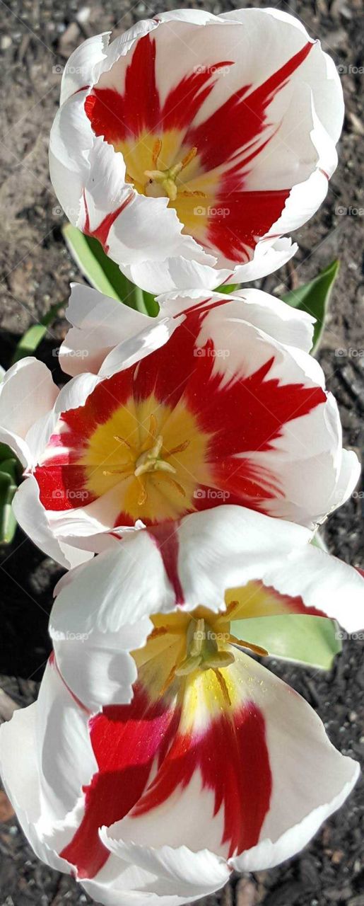 Canadian tulip