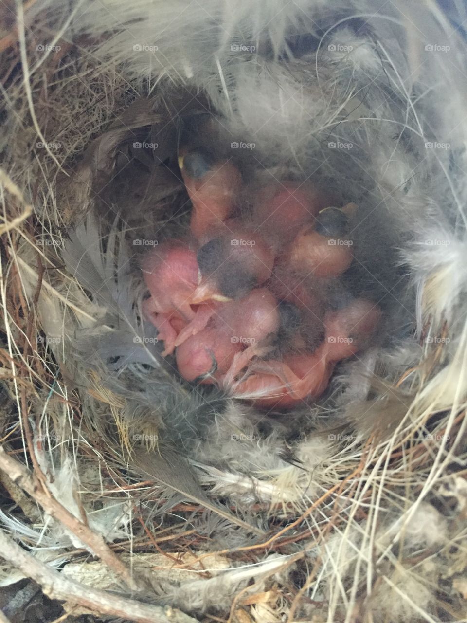 Nature, Bird, Nest, Outdoors, Animal