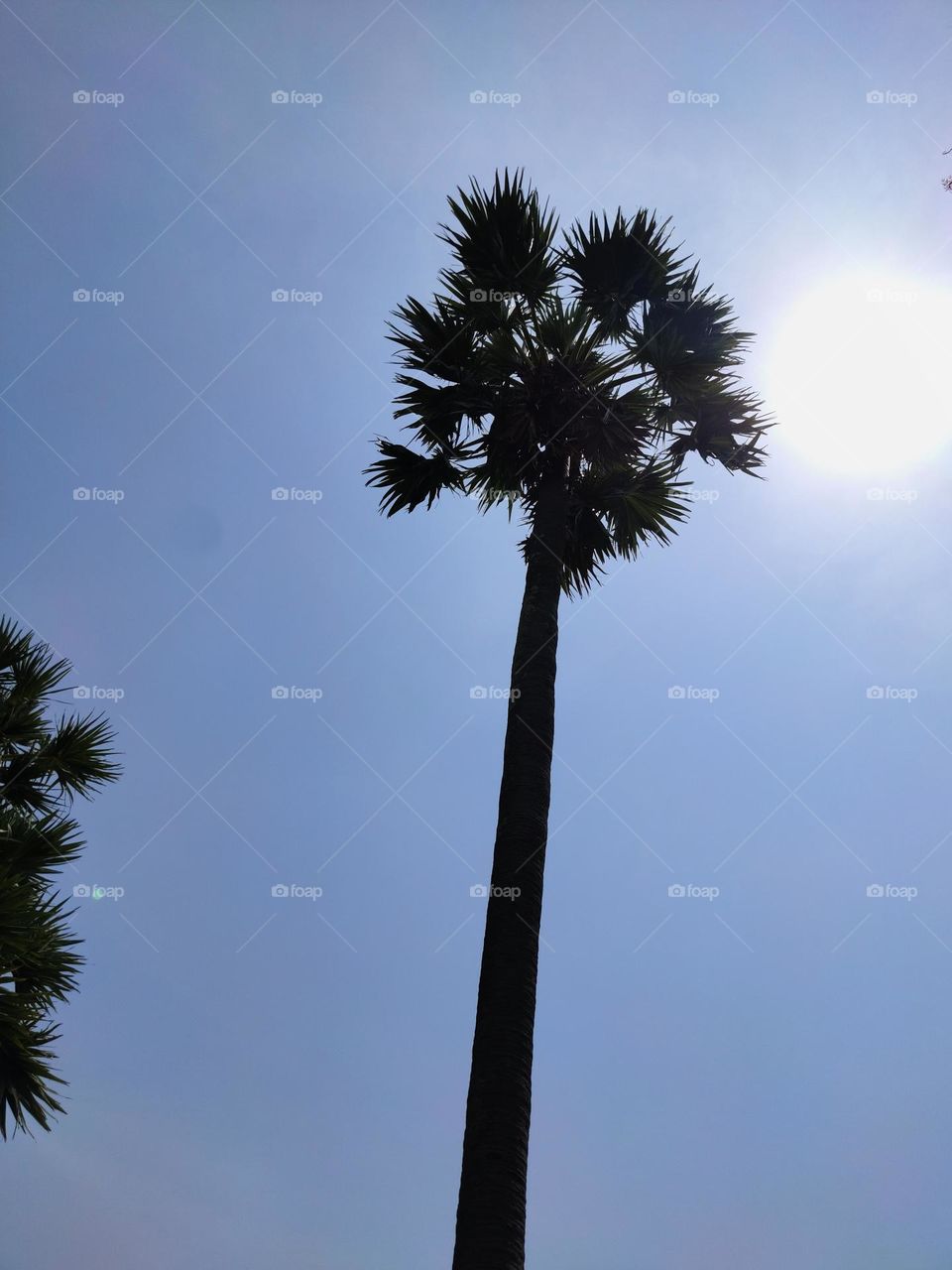 palm tree
