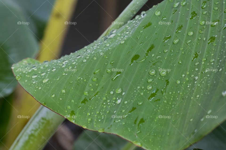 Raindrops