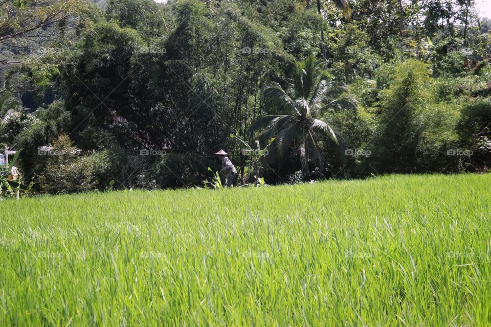 farmer in ricefield